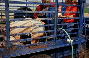 John and Virginia are washing John’s pig, which is in a trailer.
