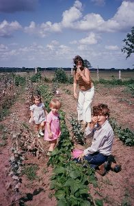 Ben, Virginia, and our friends are picking strawberries.