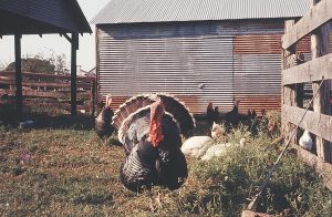 Turkeys, ducks, and chickens near the barn