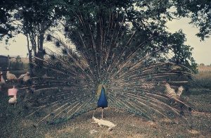 The Peacock