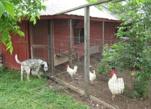The chicken yard