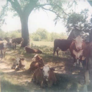 Warrenton cows