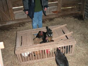 Chickens being let out of a wooden crate in the chicken house.
