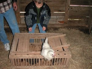 Connor is watching a chicken climb out of the crate.