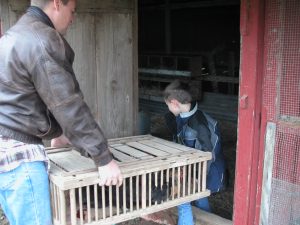 Connor is helping John bring a crate of new chickens into the chicken house.