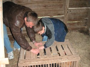 Connor and John are opening the crate of chickens.