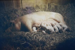 John raised pigs for 4H and FFA. This mother pig is nursing piglets.