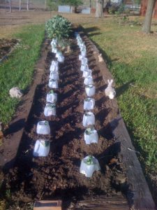The garden with milk jug protectors on the newly planted tomatoes. We had concrete rabbit sculptures -- they are not real rabbits.