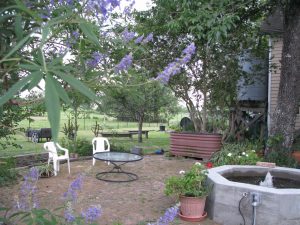 brick patio behind the main house, with a concrete fountain in right foreground, and corrugated metal goldfish tank at center right, the steel rainwater tank next to the house on a raised wood platform, and round glass table with two white plastic chairs on patio, in the background the barbed wire fence between the garden and the back pasture. The blue floweres are buttlerfly bush, the flowers next to the fountain are geraniums.
